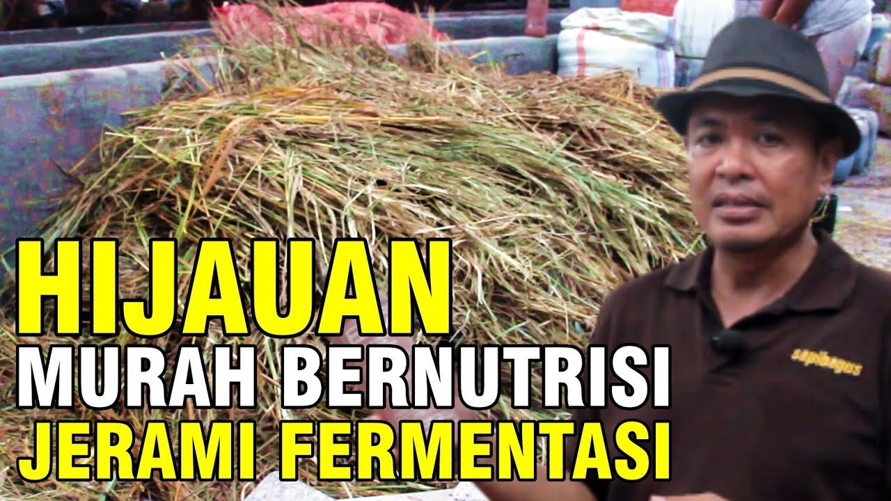 Cara Membuat Fermentasi Jerami Hijauan Bernutrisi Tinggi.jpg